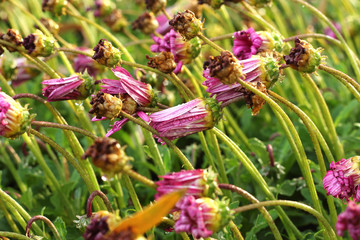 Flowers with folded petals with water drops.