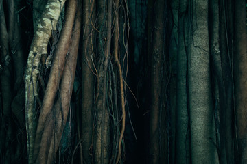Tree Trunk And Root Background.