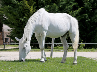 Obraz premium Grey colored lipizzaner horse eats grass on a green rural ranch