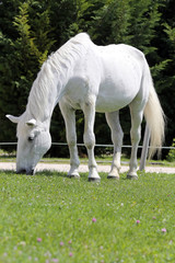 Obraz na płótnie Canvas Grey colored lipizzaner horse eats grass on a green rural ranch