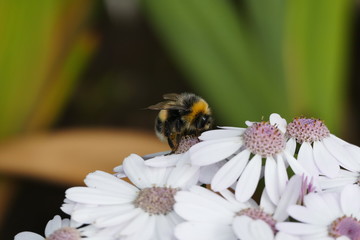bombos bee Iceland