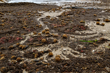 Valencia, Spain: 04.29.2019; The ball of seaweed on the beach