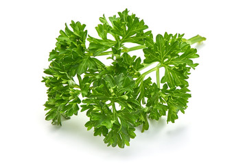 Fresh parsley, close-up, isolated on white background
