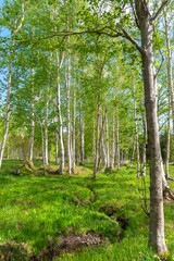 Obraz premium Beautiful forest scenery view, blue sky on background. Nature landscape in sunny day summer time