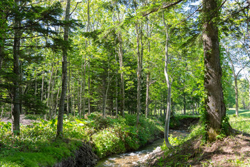 Fototapeta premium Beautiful forest scenery view, blue sky on background. Nature landscape in sunny day summer time