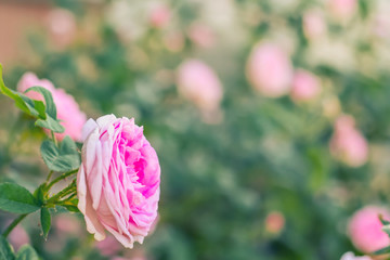 single pink rose close up on a bush in the garden, copy space