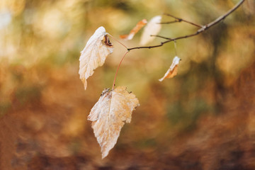 Branch with golden leaves on a blurred yellow background. Autumn picture. Soft focus