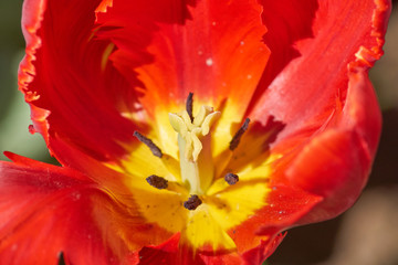 Fototapeta na wymiar Extreme close up of beautiful red blooming tulip on green background. 