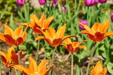 Colorful holiday or birthday background with tulip flowerbed of red and yellow colors	