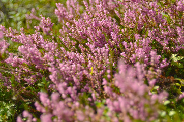Obraz premium Bunch of purple scotch heather Calluna vulgaris, erica, ling bush also called Ling plant on moorland. Heather flowers Pink Calluna vulgaris, soft green field, selective focus photo.