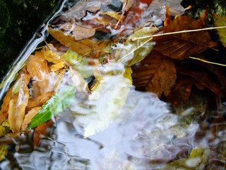 Autumn leaves