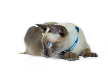 Dicut of the Siamese cat  are sitting on white background. Portrait of cat with blue eyes sitting on whitebackground.
