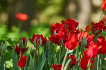 Fototapeta premium Colorful holiday or birthday background with tulip flowerbed of red color 