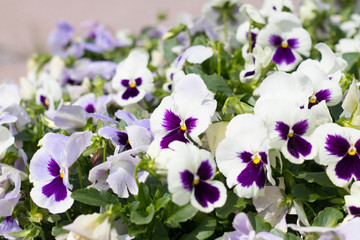 flower pansies. multicolored. flowerbed