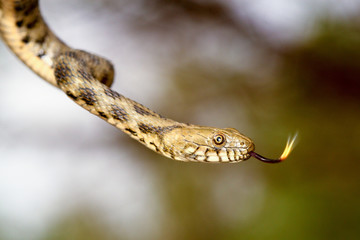 Water Dice snake shows the tongue