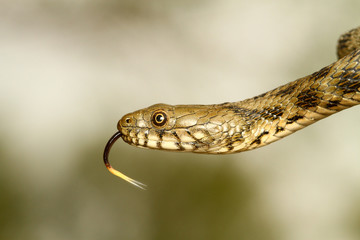 Dice snake, Natrix tessellata shows the tongue
