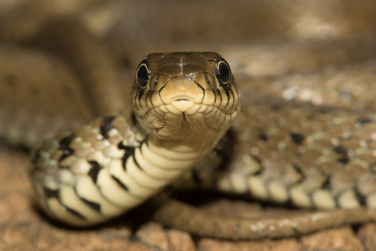 Portrait of non venomous grass snake Natrix natrix