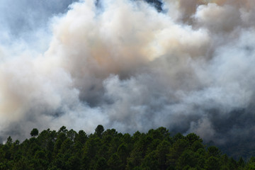 incendie foret venacco