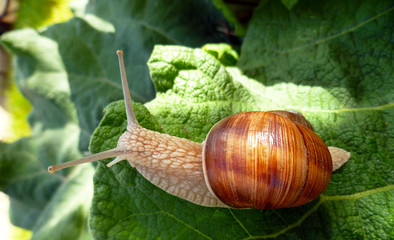 Snail gliding on the green leaf texture. Large white mollusk snail with light brown striped shell, crawling on burdock leaf. Helix pomatia, Burgundy snail, Roman snail, edible escargot.