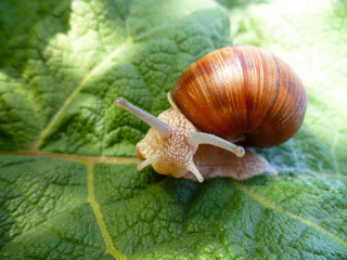 Snail gliding on the green leaf texture. Large white mollusk snail with light brown striped shell, crawling on burdock leaf. Helix pomatia, Burgundy snail, Roman snail, edible escargot.
