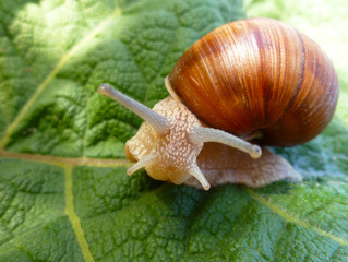 Helix Snail on green leaf. Close up