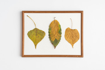 Dried leaves in frame