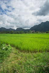 Fototapeta na wymiar Beautiful day around the fields and the dirt roads of Vang Vieng area in Laos. This place feels out of this world , full of green mountains and rice fields , blue lagoons and rivers. 