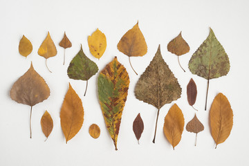 Row composition with multicolored autumn leaves