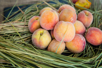 ripe orange peaches on the hay