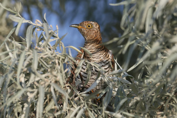 close-up portrait of a female cuckoo unusual red morph sits in the leaves of a tree