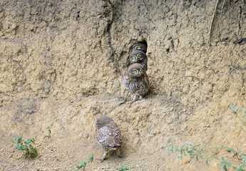 The little owl chicks are photographed in different funny situations after leaving the nest. They study the world around them with curiosity.