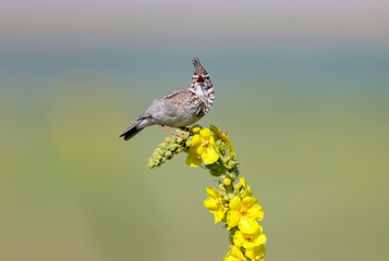 Crested Lark sits on a bright yellow plant on an unusually beautiful blurred background