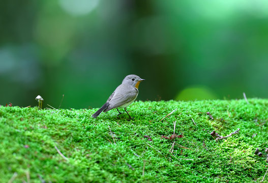 Male red-breasted flycatcher (Ficedula parva) poses on a moss-covered log of mushrooms. Unusual close-up and soft light photos in full color.