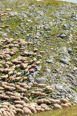 Large flock of sheep grazing grass in a rocky mountain pasture on a beautiful sunny summer day