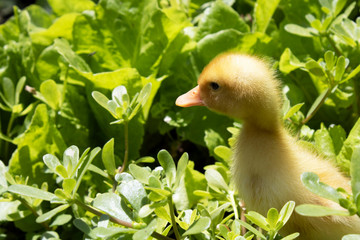  Yellow duckling in the garden