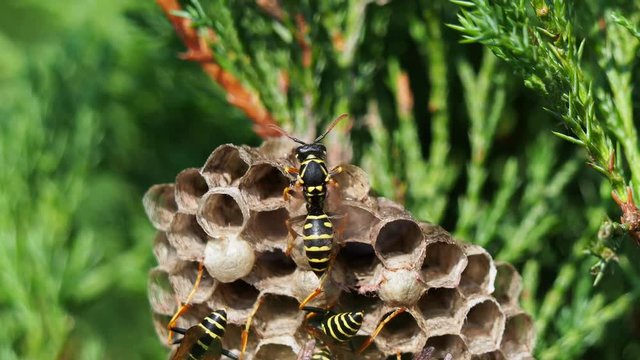 Vespiary on green bush