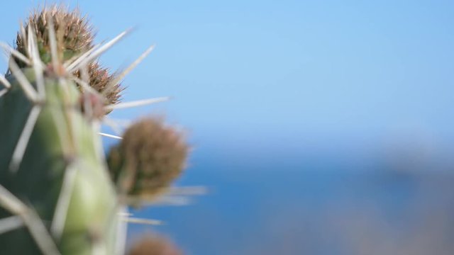 SLOW MOTION Focus shift from cactus plant to distant lighthouse