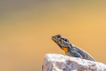Desert Agama Lizard