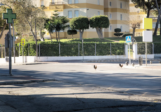 Why Did The Chicken Cross The Road