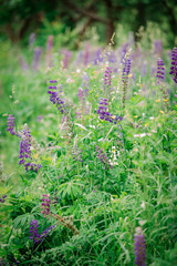 Fototapeta premium a large glade of summer flowers of lupins