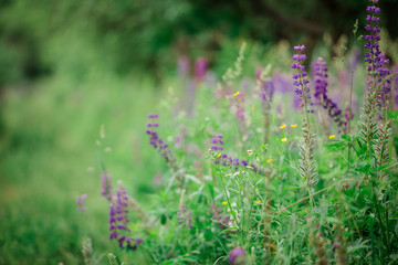 Obraz premium a large glade of summer flowers of lupins