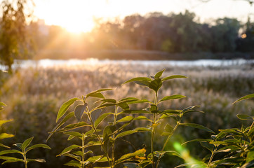 Beautiful sunset on the lake. The glare of the sun. Delicate leaf silhouette in the sun. River...