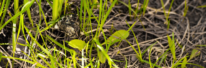 Burnt plastic among plants