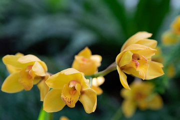 Fototapeta premium Orchid flower in garden at winter or spring day for postcard beauty and agriculture idea concept design. Phalaenopsis orchid.