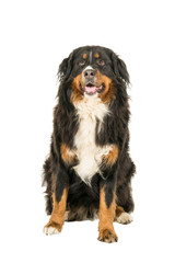 Berner Sennen Mountain dog sitting looking up isolated on a white background