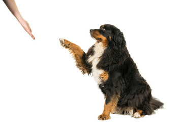 Berner Sennen Mountain dog sitting giving paw isolated on a white background