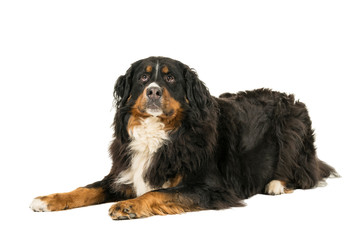 Berner Sennen Mountain dog lying looking up isolated on a white background