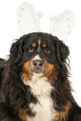 Berner Sennen Mountain dog with a butterfly tiara isolated on a white background