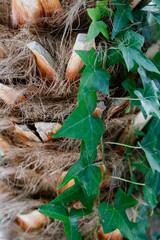 Tree trunk close up, bark texture