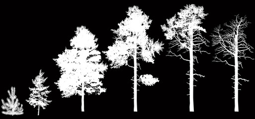 row of six pine silhouettes isolated on black